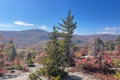 Mount Roberts out in the distance