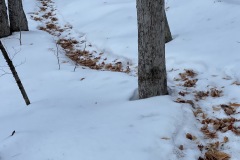 IMG_0742