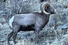 Big Horn Sheep