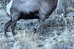 Big Horn Sheep