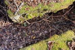 Mossy covered foundation wall in the town of Livermore