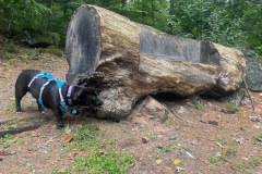 Liberty checking out the Tree couch in the parking lot.