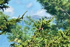 The trail is beautiful but limited views on this hike. Grand Monadnock through the trees