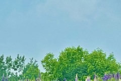 Lupine Fields in Sugar Hill, New Hampshire