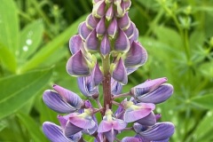 Lupine in Sugar Hill New Hampshire