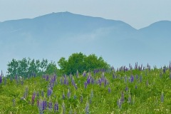 IMG_2785