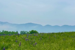 Lupine fileds with Cannon Mountain and the Cannon Balls in the background. Sugar Hill New Hampshire