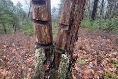 Cool Tree along the trail