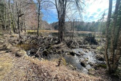 A large beaver dam on our way to Pioneer Lake.
