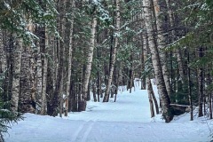 White Birch lined trails along the Beaver Bog Trail in Jackson, New Hampshire