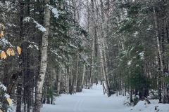 Beautiful tree lined trails