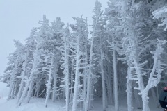 Frozen Trees