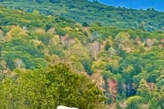 IMG_1756