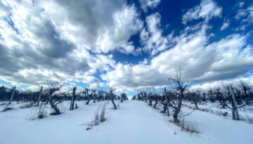 Apple orchard in winter