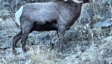 Big Horn Sheep